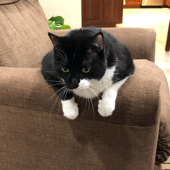 Meet your Posher, Katie - Picture 1 of 1